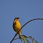 "Cape Weaver" Paarl, South Africa